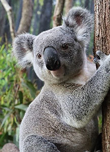 koala-jordan2.jpg